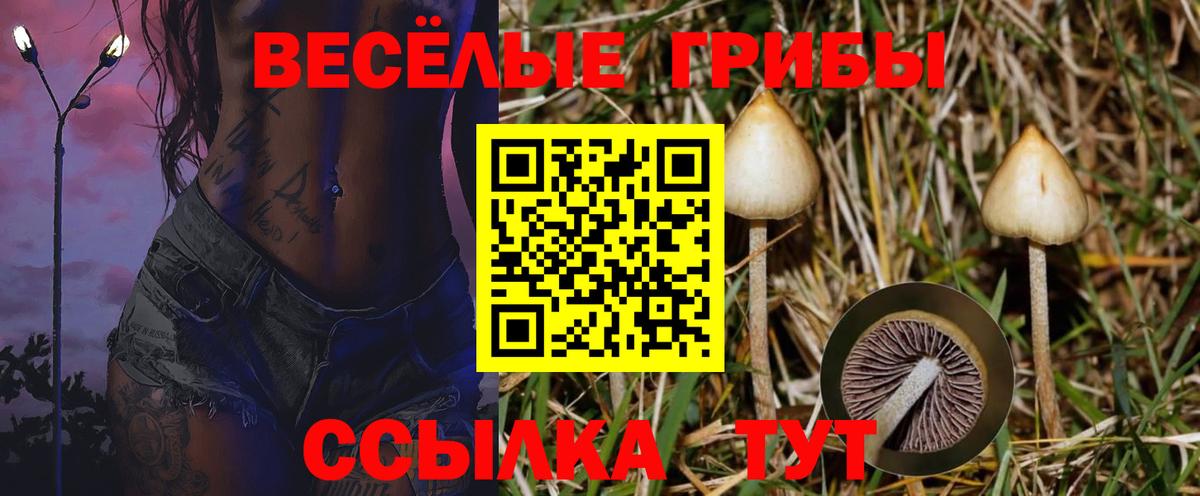 Псилоцибиновые грибы MAGIC MUSHROOMS  Вход с VPN  Псилоцибиновые грибы Psilocybine cubensis  Сертолово 